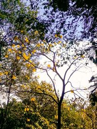 Low angle view of flowering tree against sky