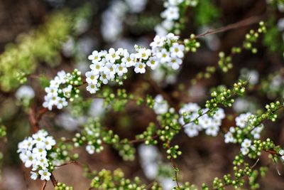 Close-up of flowers blooming on branch