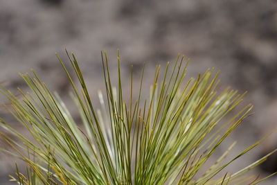 Close-up of pine tree