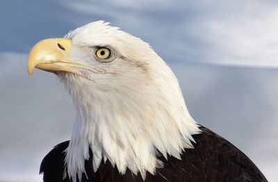 Close-up of eagle