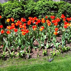 Close-up of red flowers blooming in field