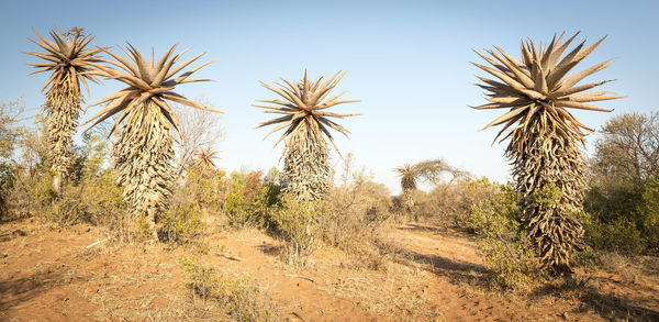 Palm trees on field against clear sky