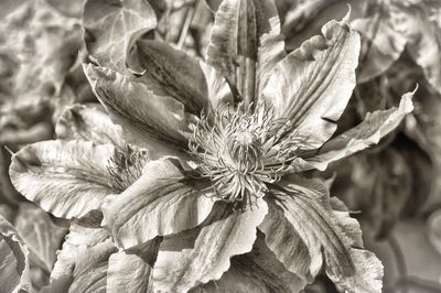 Close-up of wilted flower plant