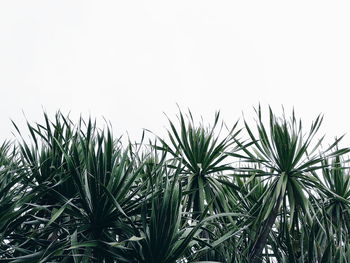 Close-up of plants against white background