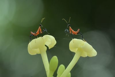 Close-up of insect on flower