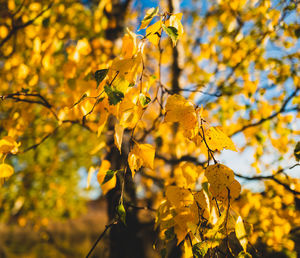Close-up of yellow leaves of birch tree during autumn
