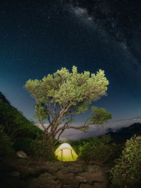 Plant against clear sky at night