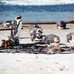 View of birds on beach