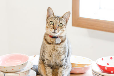 Portrait of cat sitting on table