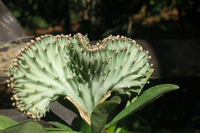 Close-up of succulent plant