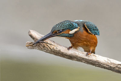 Close-up of bird perching on wood