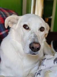 Close-up portrait of a dog