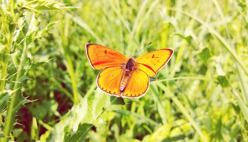 Butterfly on flower