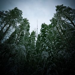 Low angle view of pine trees against sky