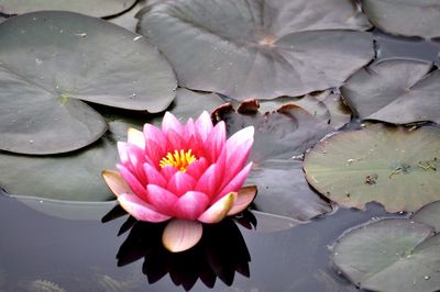 Close-up of pink water lily in lake