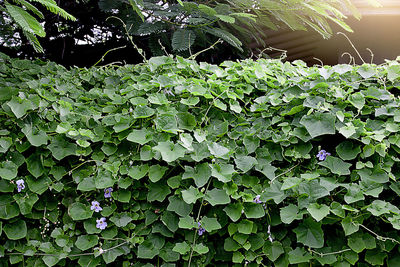 Close-up of ivy growing on plant