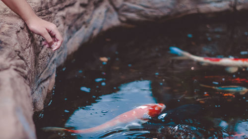 Cropped hand of person by pond