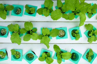 Close-up of plants in container