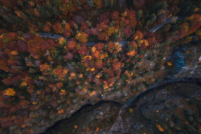 Full frame shot of autumnal trees