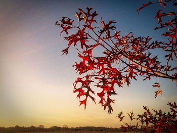 Low angle view of tree against sky during autumn