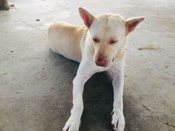 High angle view of dog standing on floor