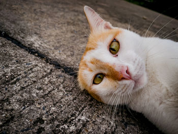 Close-up of cat