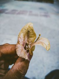 Close-up of hand holding dried plant