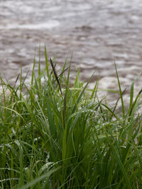 Close-up of grass on beach