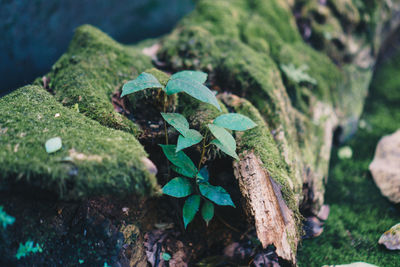 High angle view of moss on rock