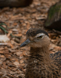 Close-up of a bird looking away