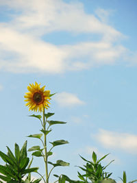 Close-up of yellow flowers blooming against sky