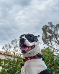 Low angle portrait of happy pit bull dog mix with clouds behind.