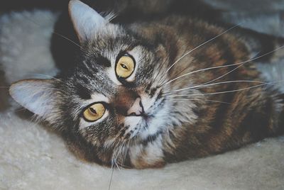 Close-up portrait of cat