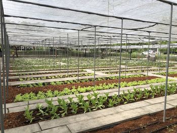 Scenic view of field seen through greenhouse