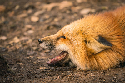 Close-up of lion in the field