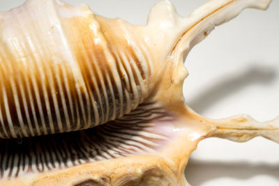 Close-up of mushroom growing against white background