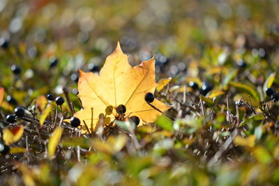 Close-up of yellow maple leaves on land