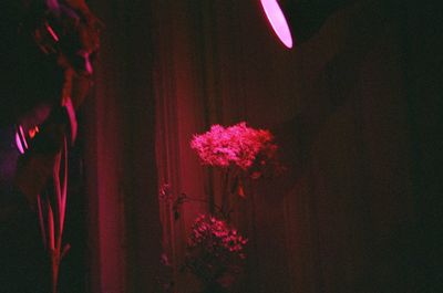 Close-up of pink flower at night