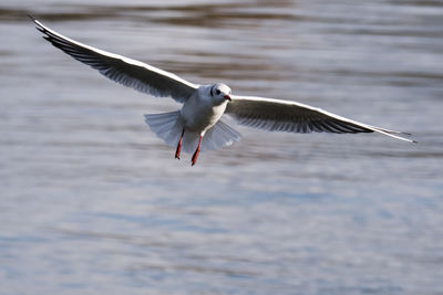 Bird flying over water