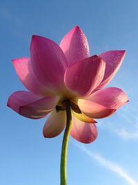 Low angle view of pink lotus water lily against sky