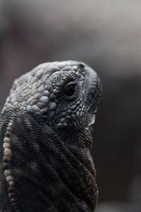 Close-up portrait of lizard