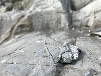 Close-up of lizard on rock