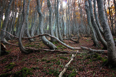 View of trees in forest