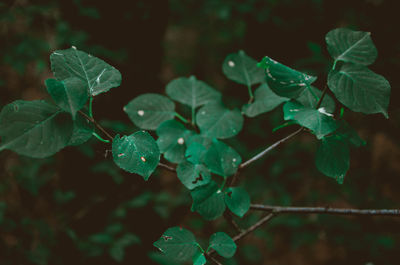 Close-up of wet plant leaves