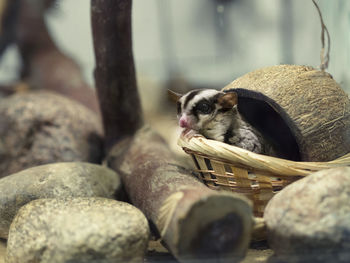 Cat lying on rock