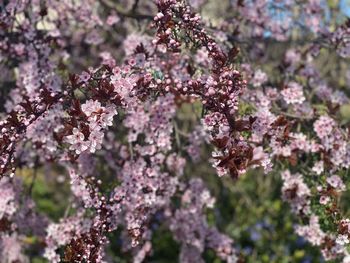 Close-up of pink cherry blossoms in spring