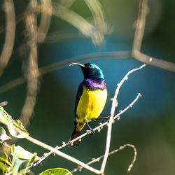 Low angle view of sunbird perching on twig