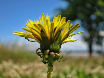 Close-up of yellow flower blooming in field against sky