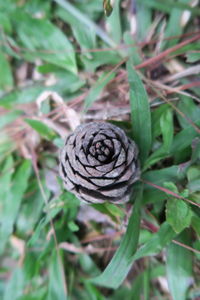 Close-up of pine cone on field