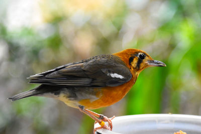 Close-up of bird perching